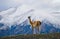 Guanaco stands on the crest of the mountain backdrop of snowy peaks. Torres del Paine. Chile.