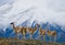 Guanaco stands on the crest of the mountain backdrop of snowy peaks. Torres del Paine. Chile.