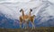 Guanaco stands on the crest of the mountain backdrop of snowy peaks. Torres del Paine. Chile.