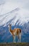 Guanaco stands on the crest of the mountain backdrop of snowy peaks. Torres del Paine. Chile.