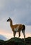 Guanaco stands on the crest of the mountain backdrop of snowy peaks. Torres del Paine. Chile.