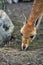 Guanaco stands and looks aside.