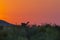 Guanaco in sunset in landescape