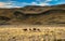 Guanaco in Torres del Paine