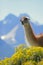 Guanaco in Torres del Paine, Chile