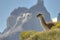 Guanaco in Torres del Paine, Chile