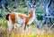 Guanaco, Torres del Paine, Chile