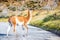 Guanaco, Torres del Paine, Chile