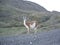 Guanaco Torres del Paine Chilean Patagonia