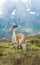 Guanaco in Torres del Paine national park