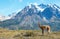 Guanaco in Torres del Paine national park