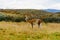 Guanaco in the Torres del Paine National Park. Autumn in Patagonia, the Chilean side