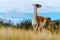 Guanaco in the Torres del Paine National Park. Autumn in Patagonia, the Chilean side