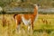 Guanaco in the Torres del Paine National Park. Autumn in Patagonia, the Chilean side