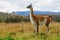 Guanaco in the Torres del Paine National Park. Autumn in Patagonia, the Chilean side