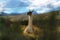 Guanaco in the Torres del Paine National Park. Autumn in Patagonia, the Chilean side