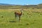 Guanaco in Torres del Paine, Patagonia, Chile