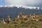 Guanaco in Valle Chacabuco, Chile