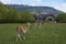 Guanaco in Valle Chacabuco, Patagonia