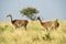 Guanacos in grassland environment,