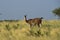 Guanacos in grassland environment, Parque Luro Nature reserve, La Pampa province,