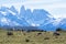 Guanacos grazing,Torres del Paine