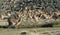 Guanacos grazing,Torres del Paine National Park,