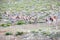 Guanacos with kids - Guanacoes in Torres del Paine National Park, Chile 