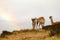 Guanacos in the landscape of the Torres del Paine mountains with a rainbow, Torres del Paine National Park, Chile