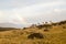 Guanacos in the landscape of the Torres del Paine mountains with a rainbow, Torres del Paine National Park, Chile