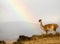 Guanacos in the landscape of the Torres del Paine mountains with a rainbow, Torres del Paine National Park, Chile