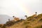 Guanacos in the landscape of the Torres del Paine mountains with a rainbow, Torres del Paine National Park, Chile