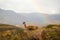 Guanacos in the landscape of the Torres del Paine mountains with a rainbow, Torres del Paine National Park, Chile