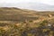 Guanacos in the landscape of the Torres del Paine mountains, Torres del Paine National Park, Chile