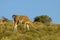 Guanacos in Lihue Calel National Park,