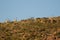 Guanacos in Lihue Calel National Park,