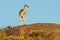 Guanacos in Lihue Calel National Park, La Pampa,