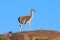 Guanacos in Lihue Calel National Park, La Pampa,