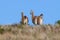 Guanacos in Lihue Calel National Park, La Pampa