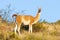 Guanacos in Lihue Calel National Park, La Pampa,