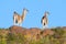 Guanacos in Lihue Calel National Park, La Pampa,