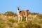 Guanacos in Lihue Calel National Park, La Pampa,