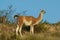 Guanacos in Lihue Calel National Park, La Pampa