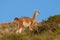 Guanacos in Lihue Calel National Park, La Pampa,