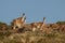 Guanacos in Lihue Calel National Park, La Pampa,