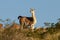 Guanacos in Lihue Calel National Park, La Pampa,