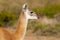 Guanacos in Lihue Calel National Park, La Pampa,