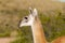 Guanacos in Lihue Calel National Park, La Pampa,