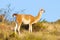 Guanacos in Lihue Calel National Park, La Pampa, Patagonia,