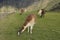 Guanacos and llamas in Machu Picchu, Peru.